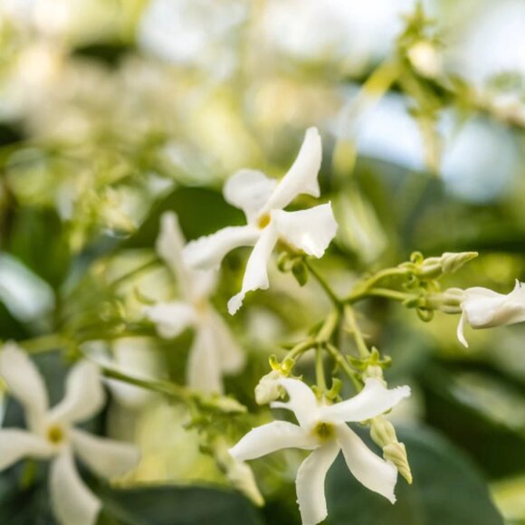 NWT Pura White Tea No. 1 Smart Vial - Picture 3 of 3